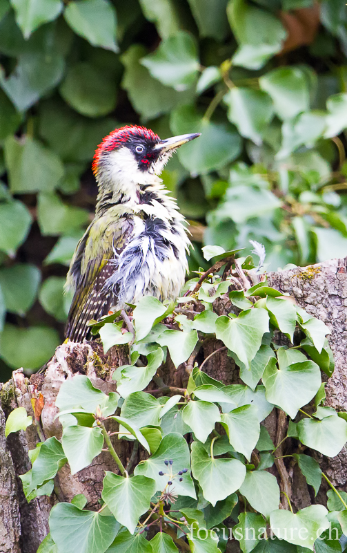 Pic vert 4637.jpg - Pic vert - European Green Woodpecker - Picus viridis juste après son bain dans notre étang! (Ermitage, Genève, Suisse, juillet 2012)